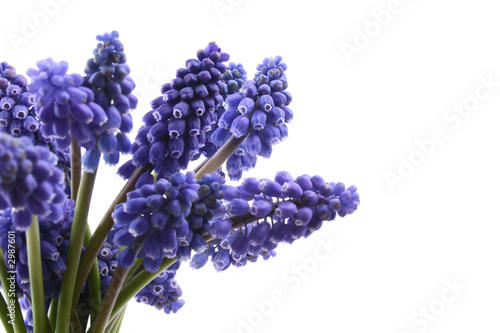 muscari photo