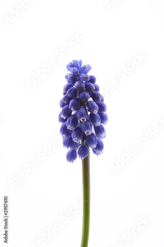 muscari