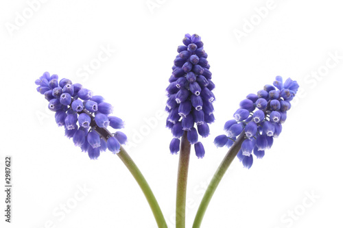 muscari