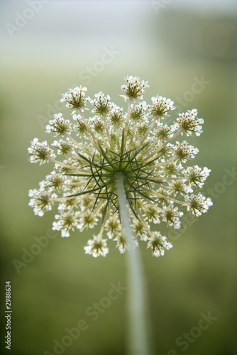 Fototapeta Naklejka Na Ścianę i Meble -  Wild carrot flower.