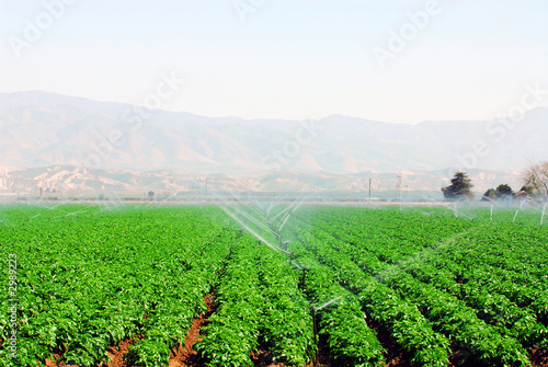 field of vegetables