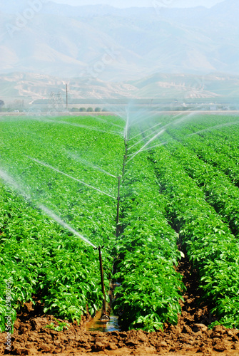 irrigation