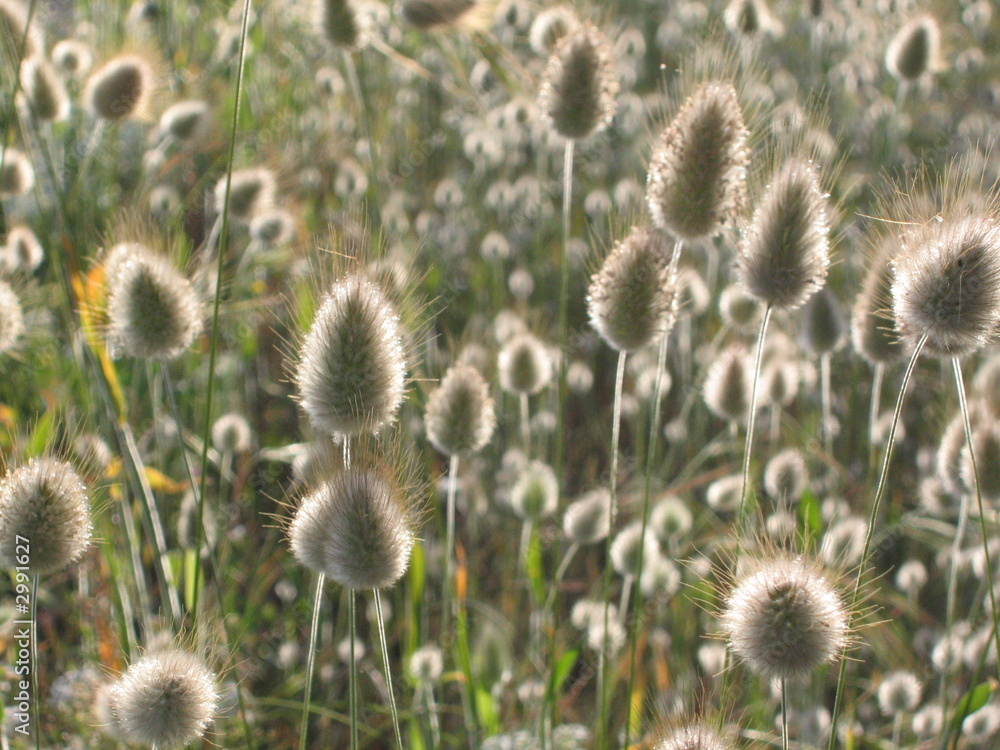 Obraz premium plante sauvage