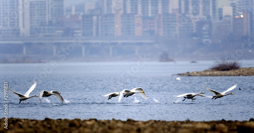 whooper swan © Kim Yeonsoo