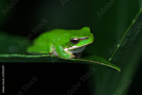 frog just sitting on a leaf