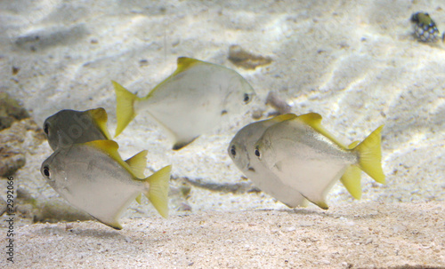 silvery yellow fin fish