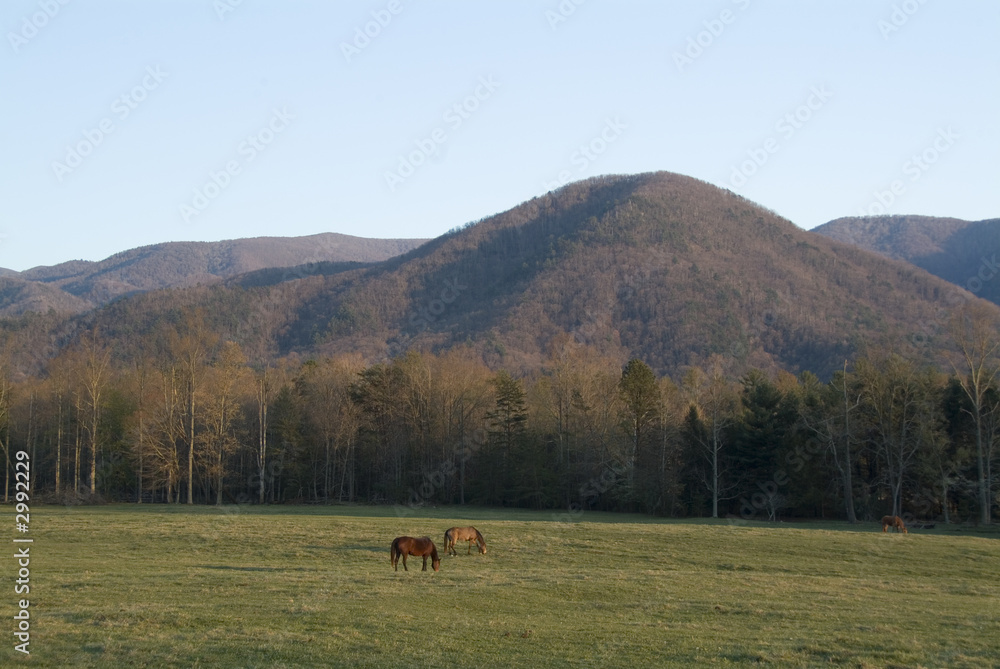 Fototapeta premium horses and smoky mountains