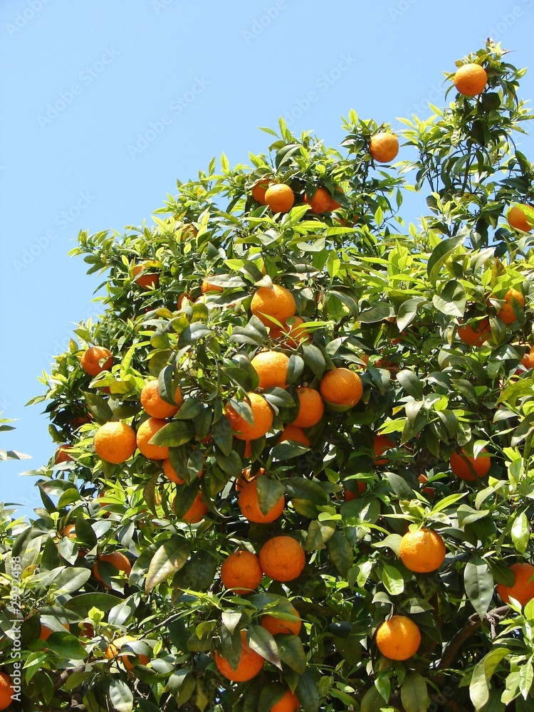 tangerines