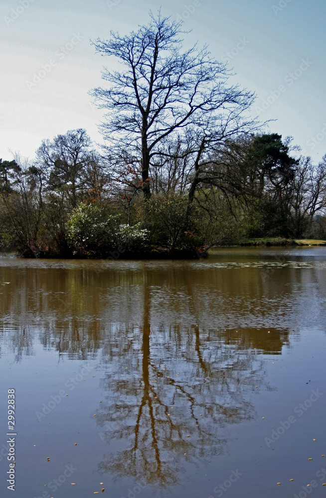 tree reflection tree reflection