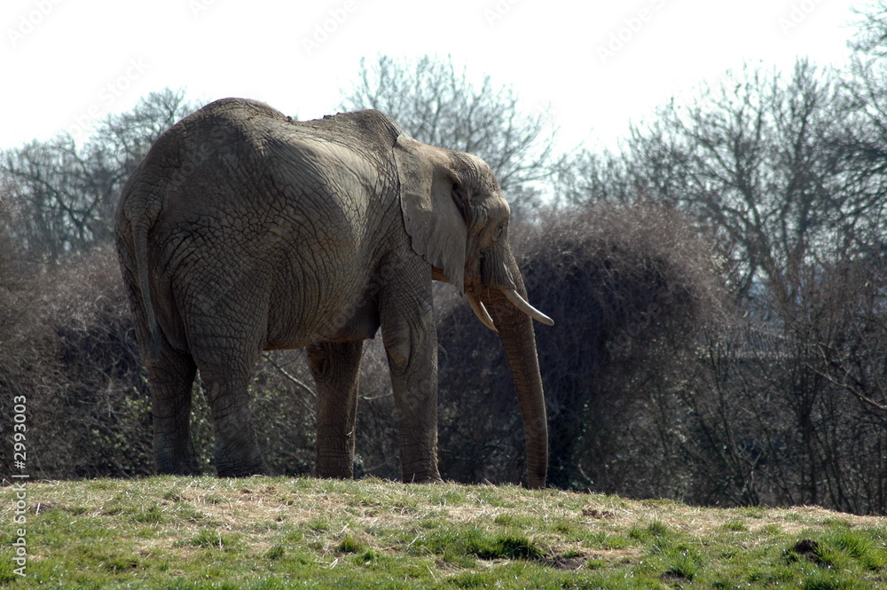Fototapeta premium elephant