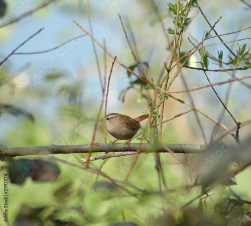 wren photo