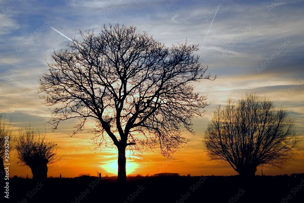 Fototapeta premium sunset with trees