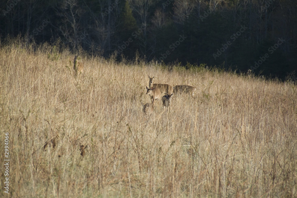 white tail deer in an open meadow white tail deer in an open meadow