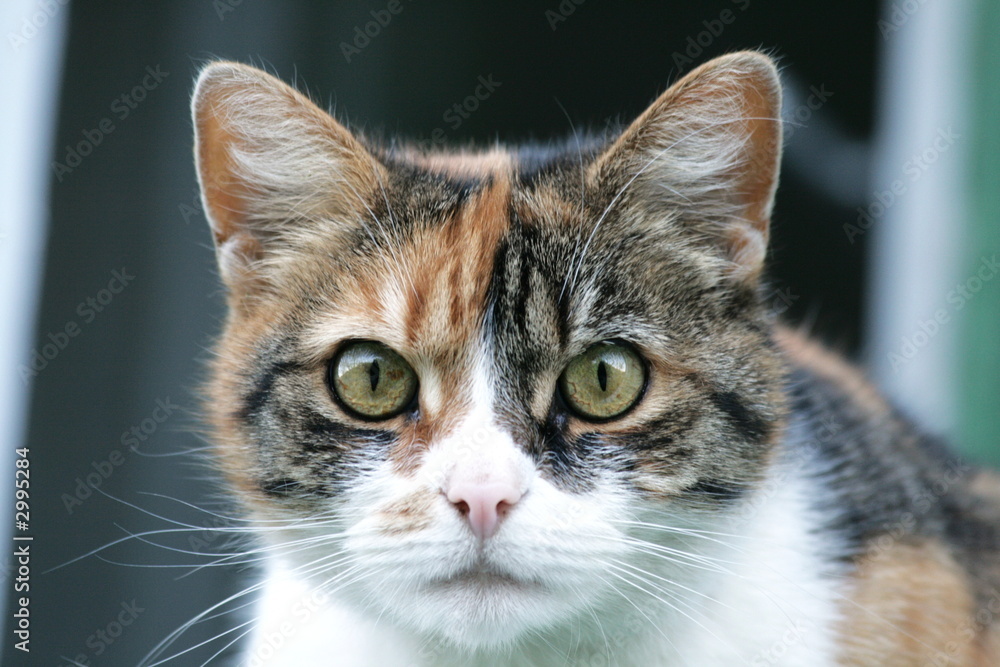 Obraz premium spotted cat