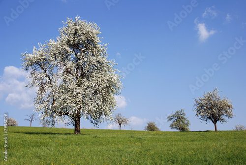 wiese mit baum