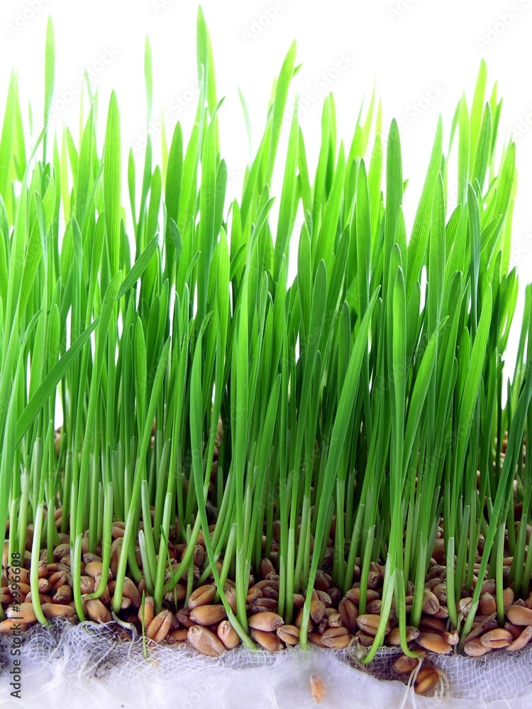 Fototapeta premium green germs of wheat