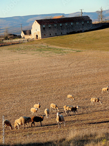 Obraz na płótnie les moutons