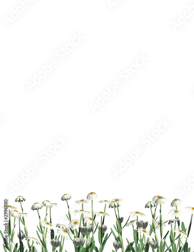 daisies bottom border - letter sized