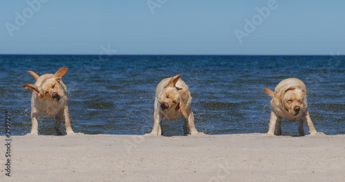labrador on the beach