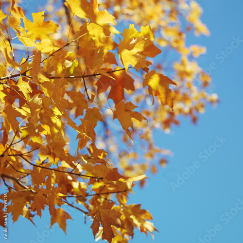 maple tree in fall color.