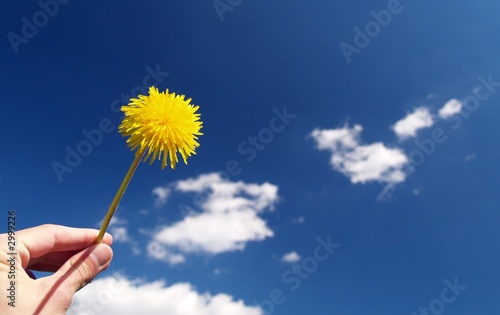 flower in hand