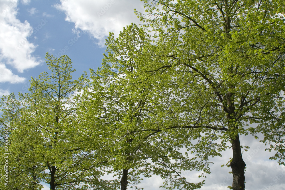 Fototapeta premium spring growth