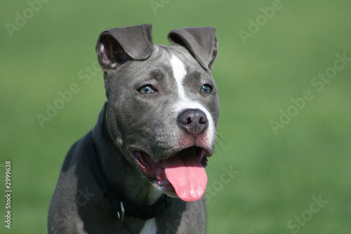 blue pit bull terrier