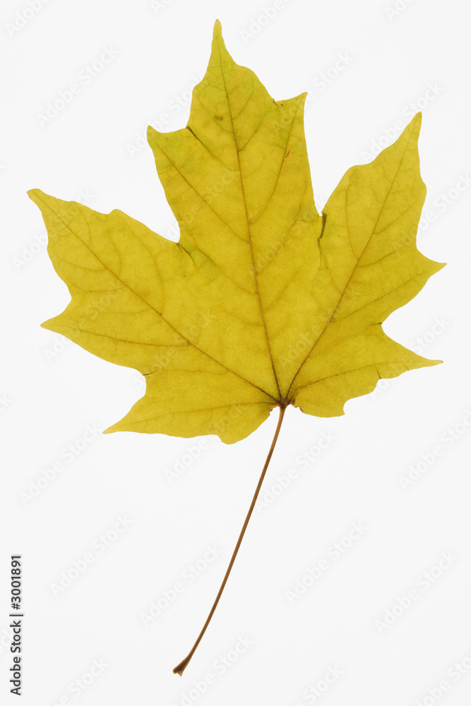 maple leaf on white. maple leaf on white.