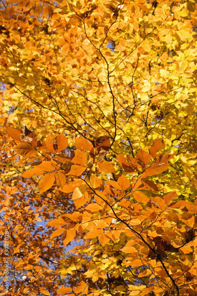Fotografie branches of fall foliage.