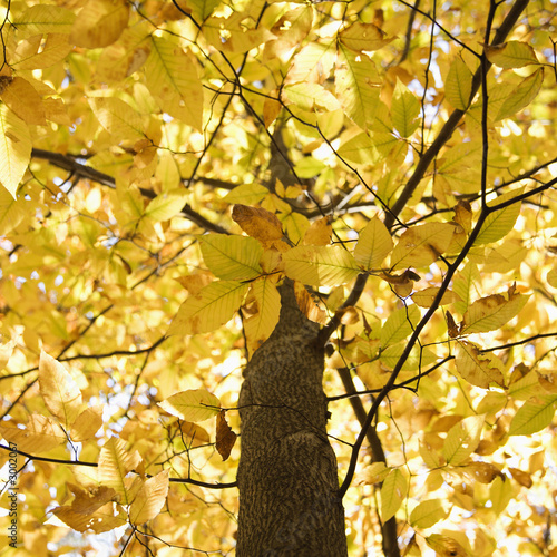 branches of yellow fall foliage.
