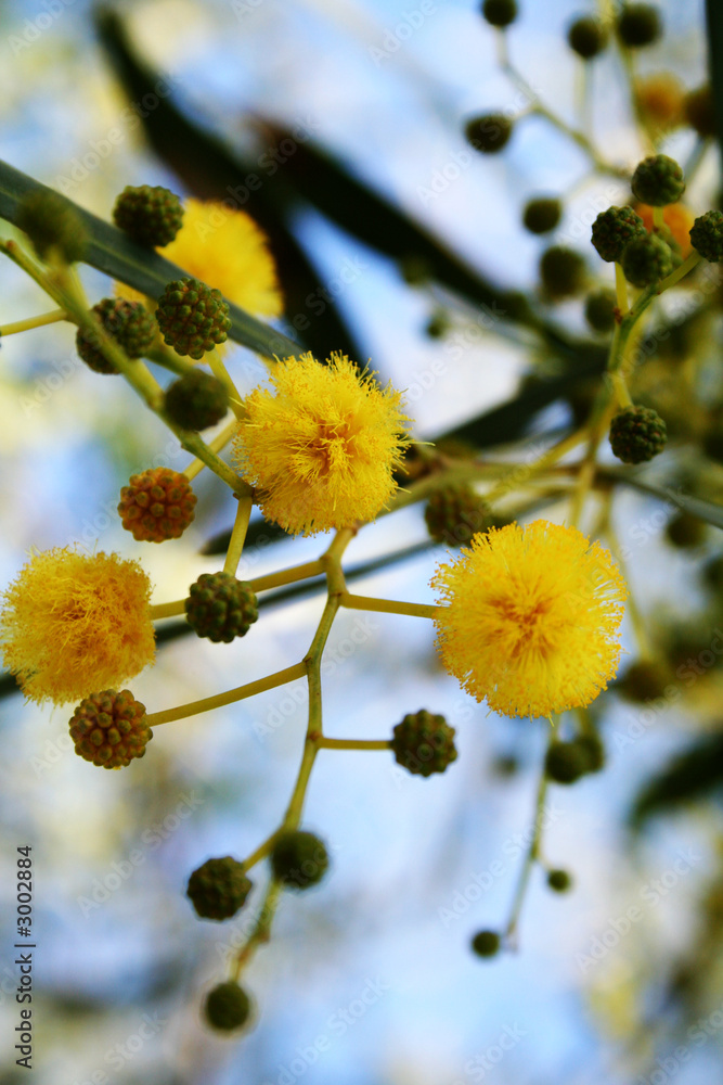 yellow beginnings yellow beginnings