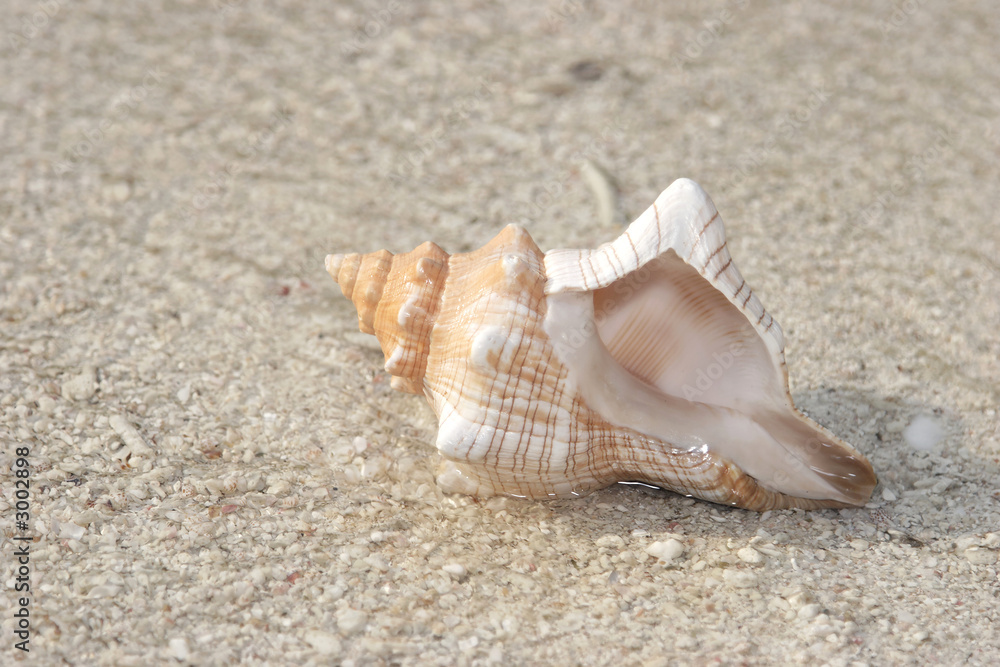 muschel im sand muschel im sand