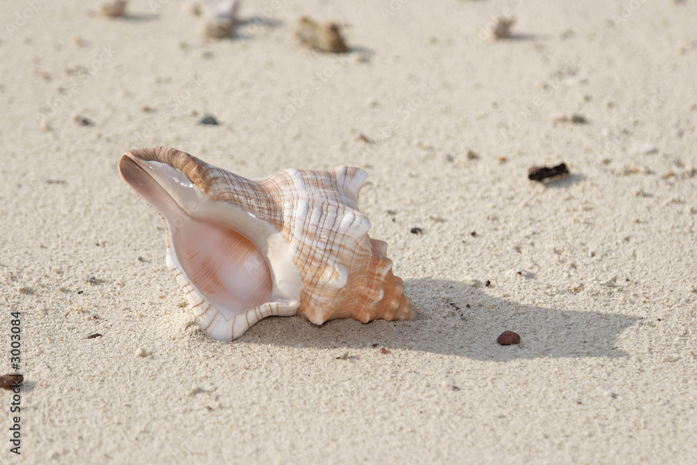 muschel im sand muschel im sand