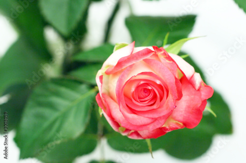 rose 05
