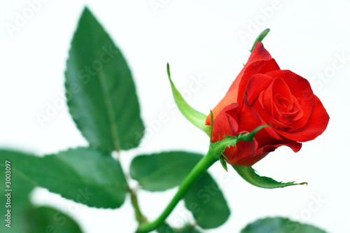 rose 08