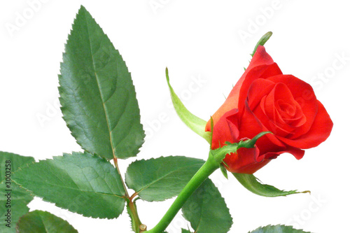 rose 12