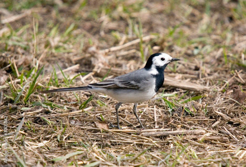 wagtail on a grass