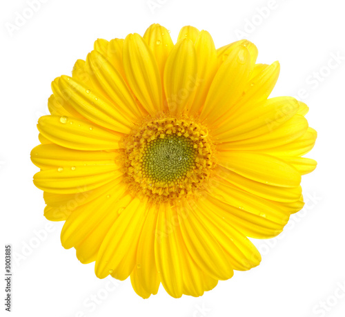 gerbera