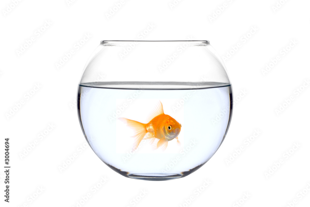 Obraz premium a golden fish in a bowl