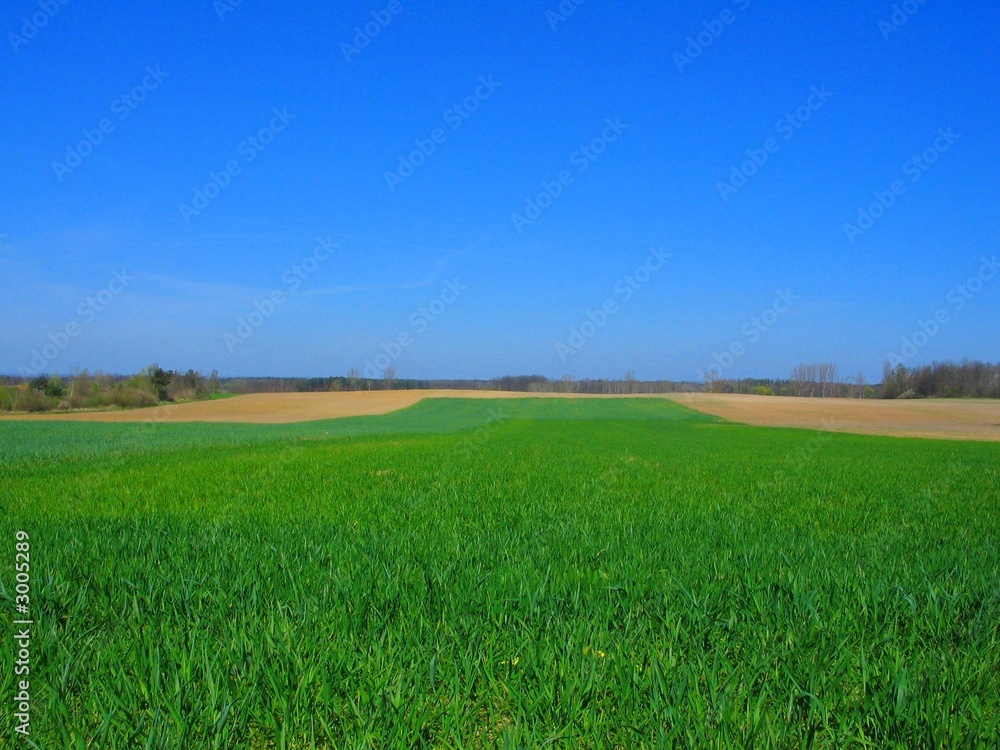 wheat field