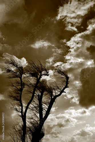 windtree