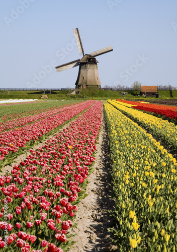 tulips and windmill 6