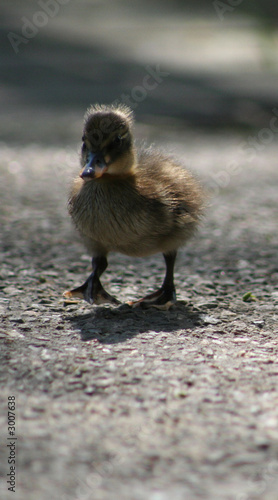 duckling walking