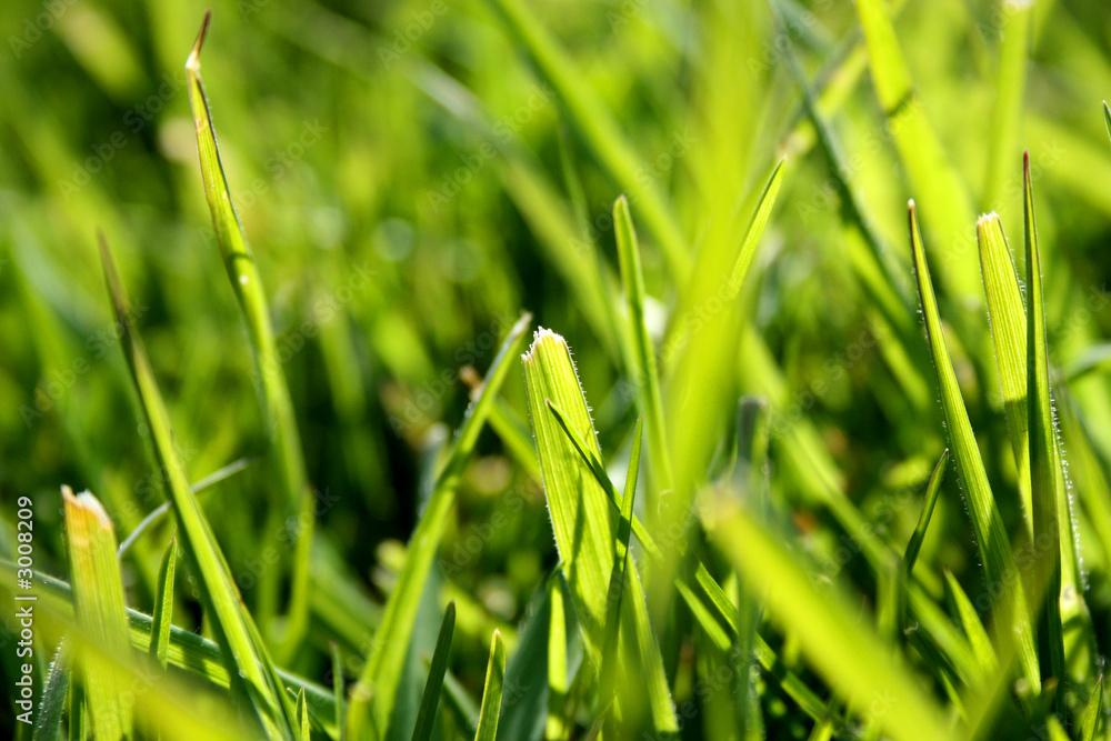 grass grass