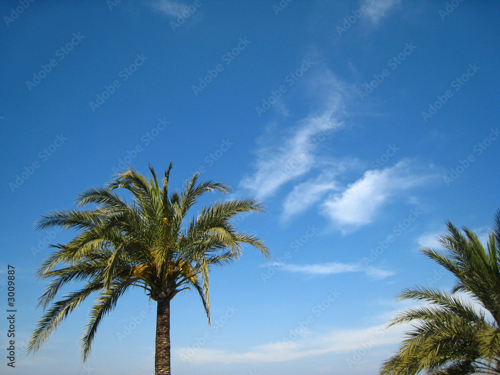 palm tree