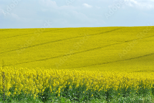 vallon jaune