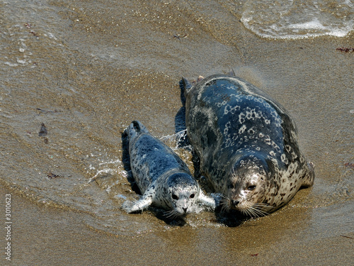 harbor seals