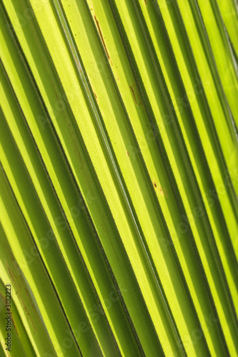 palmenblattstruktur