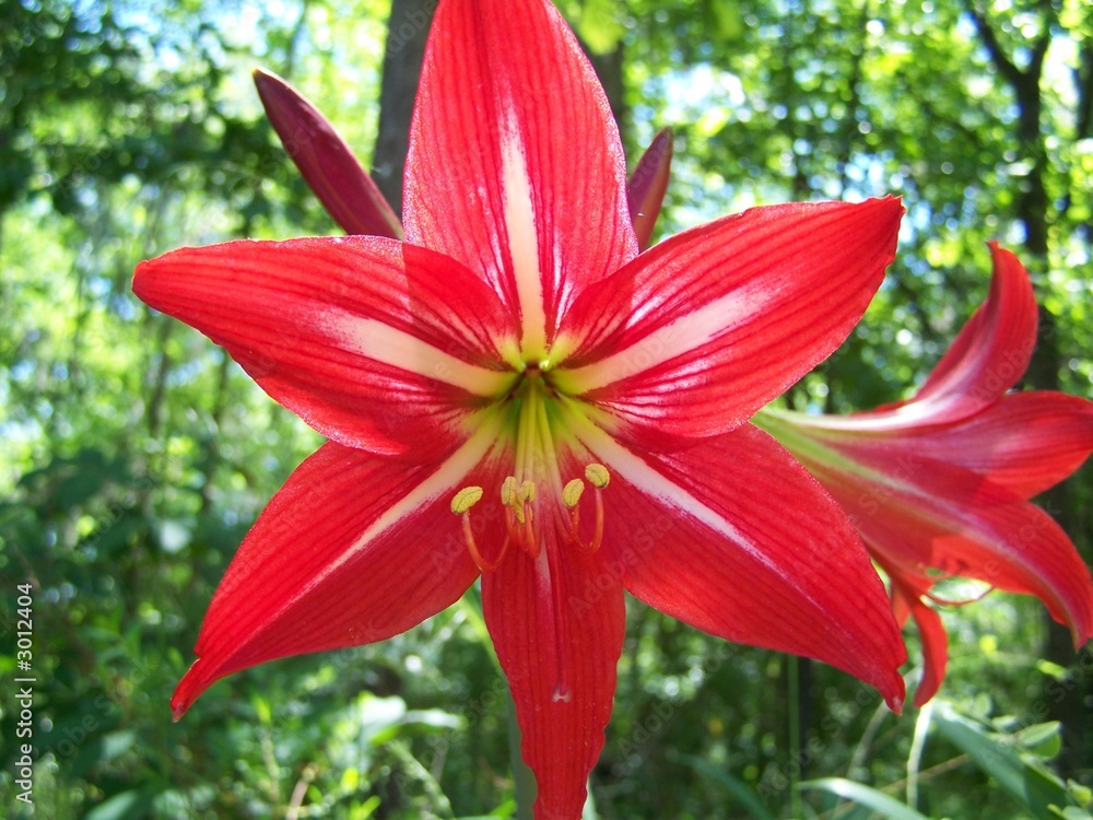 Fototapeta premium amorillis detail