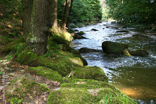 creek in the forest